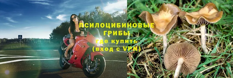 Псилоцибиновые грибы Psilocybe  Бодайбо 